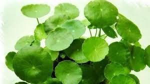 Centella asiatica extract 1
