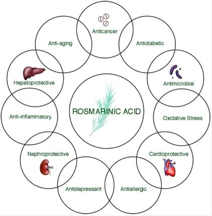 Function of Rosmarinic acid