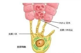 TXC inhibits melanin transport
