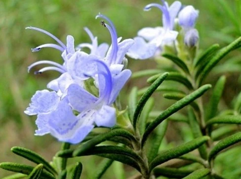 Rosmarinic acid Rosmarinic acid